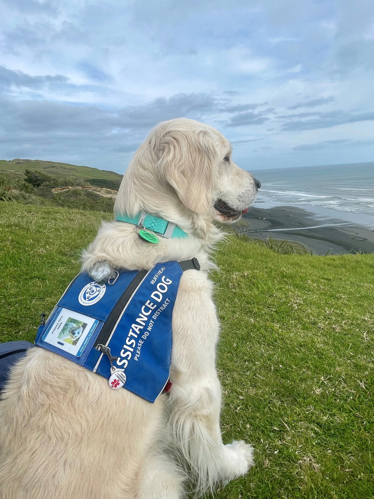 Photo of a Perfect Partners Assistance Dog wearing a blue vest