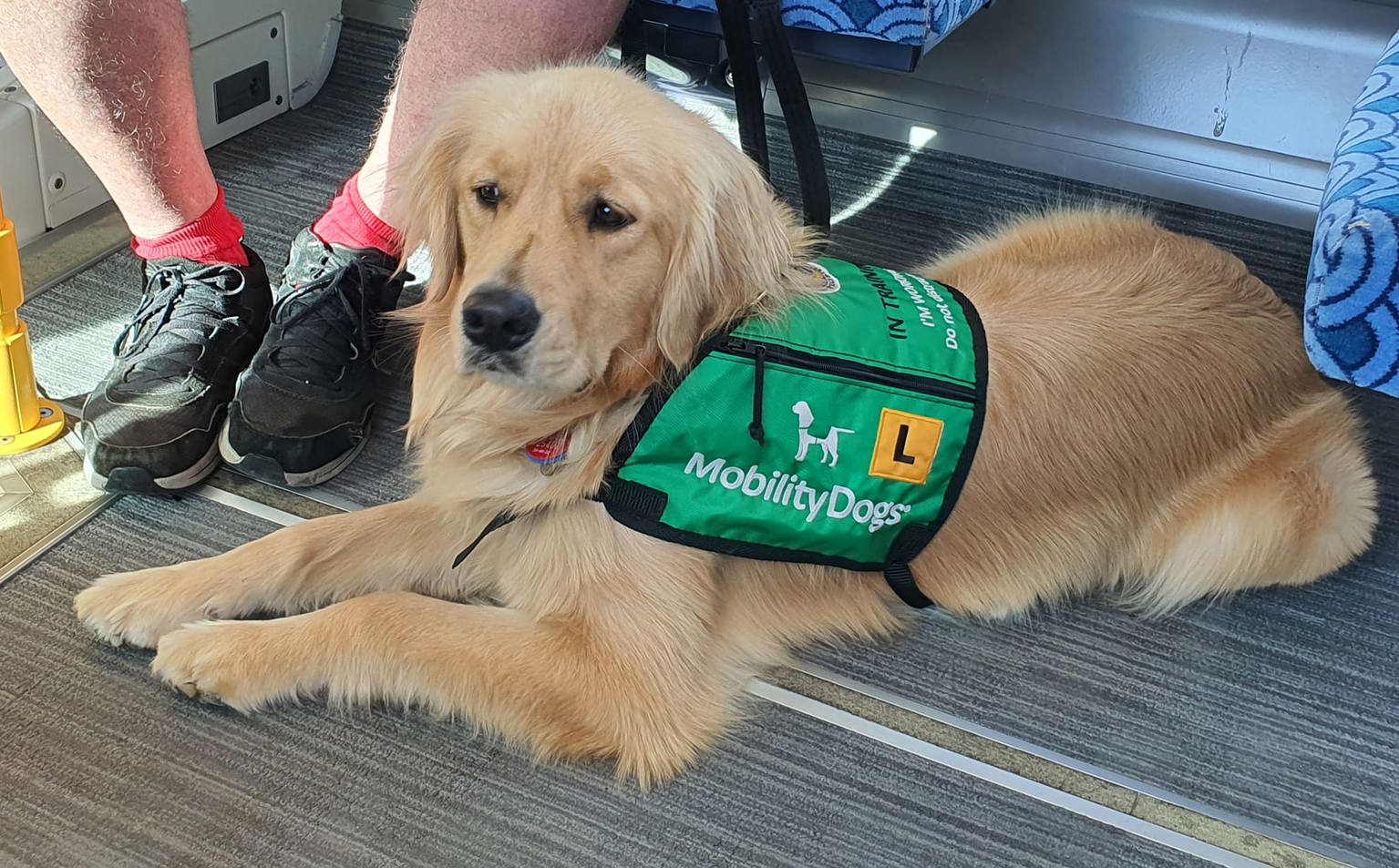 Image showing a disability assist dog wearing a green jacket.
