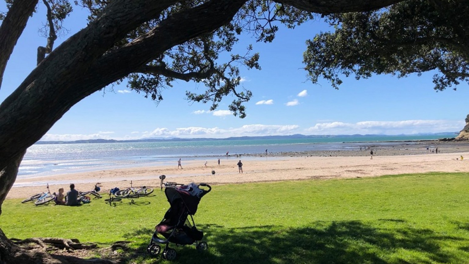 Waterfront and tree in Half Moon Bay.