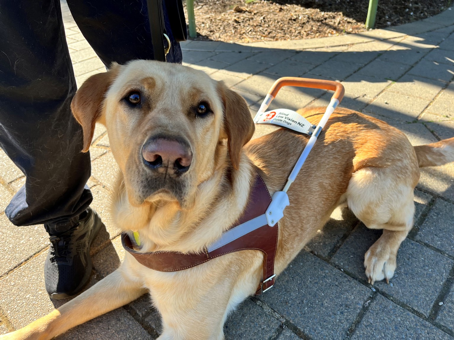 Image showing blind and low vision disability assist dog wearing a harness.