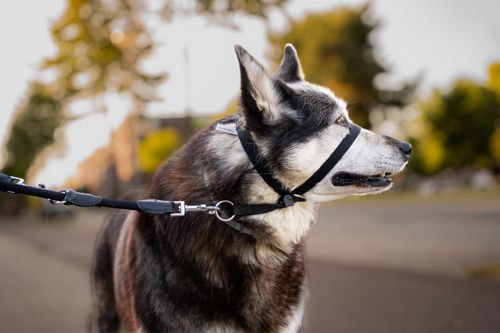 Dog wearing an unapproved muzzle