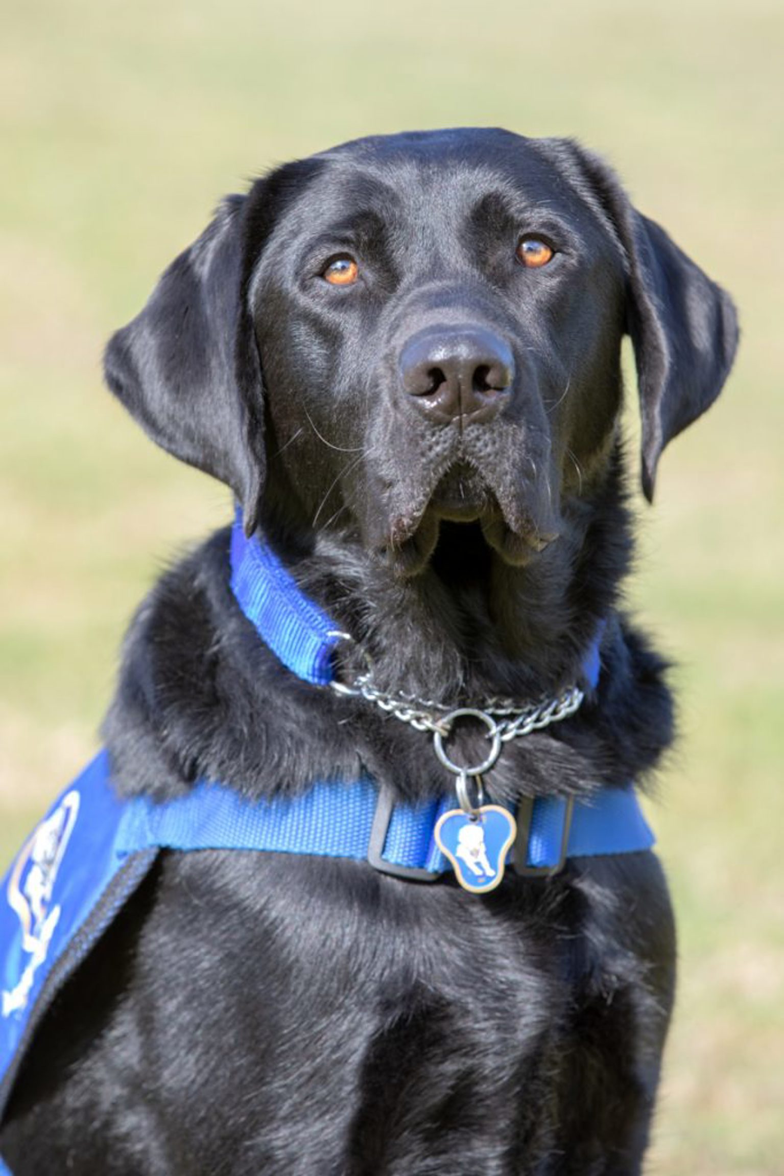 Image showing a disability assist dog wearing his jacket and identification tag. 