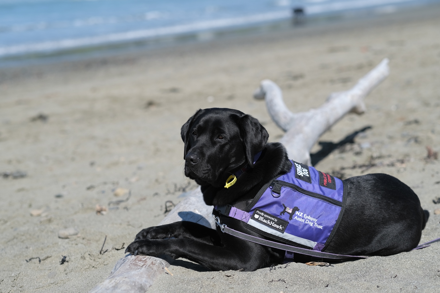 Image showing a purple dog vest worn by disability dogs of the NZ Epilepsy Assist Dogs