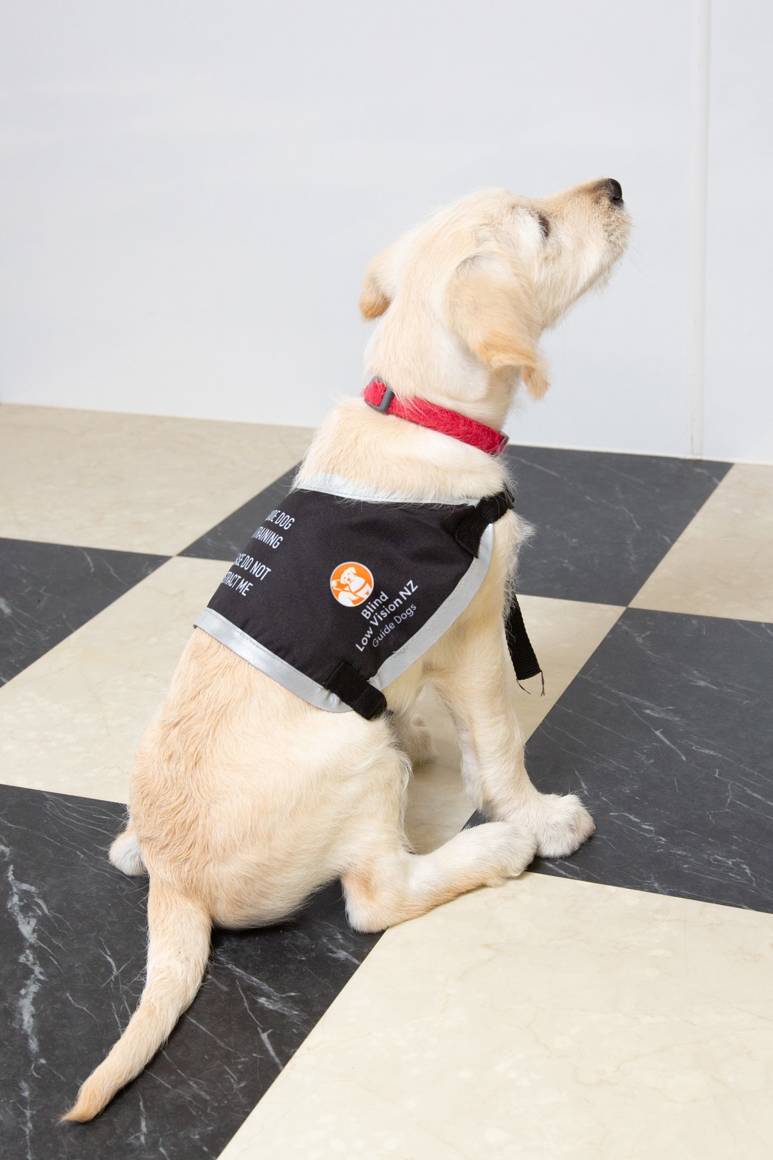 Image showing blind and low vision disability assist dog wearing a vest.