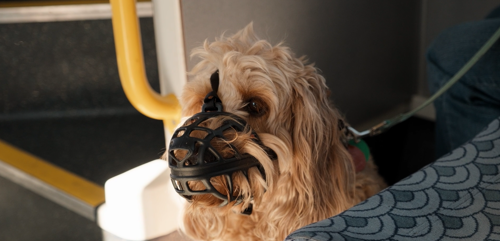 Dog wearing an approved muzzle, a cage muzzle